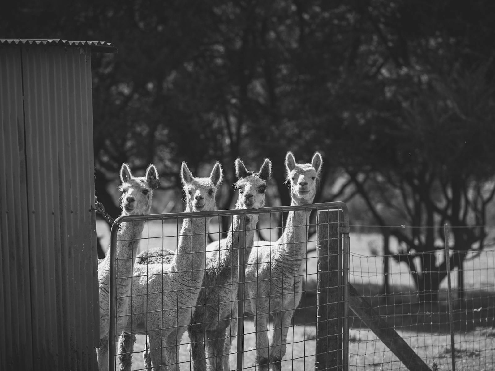 four alpacas waiting to be fed