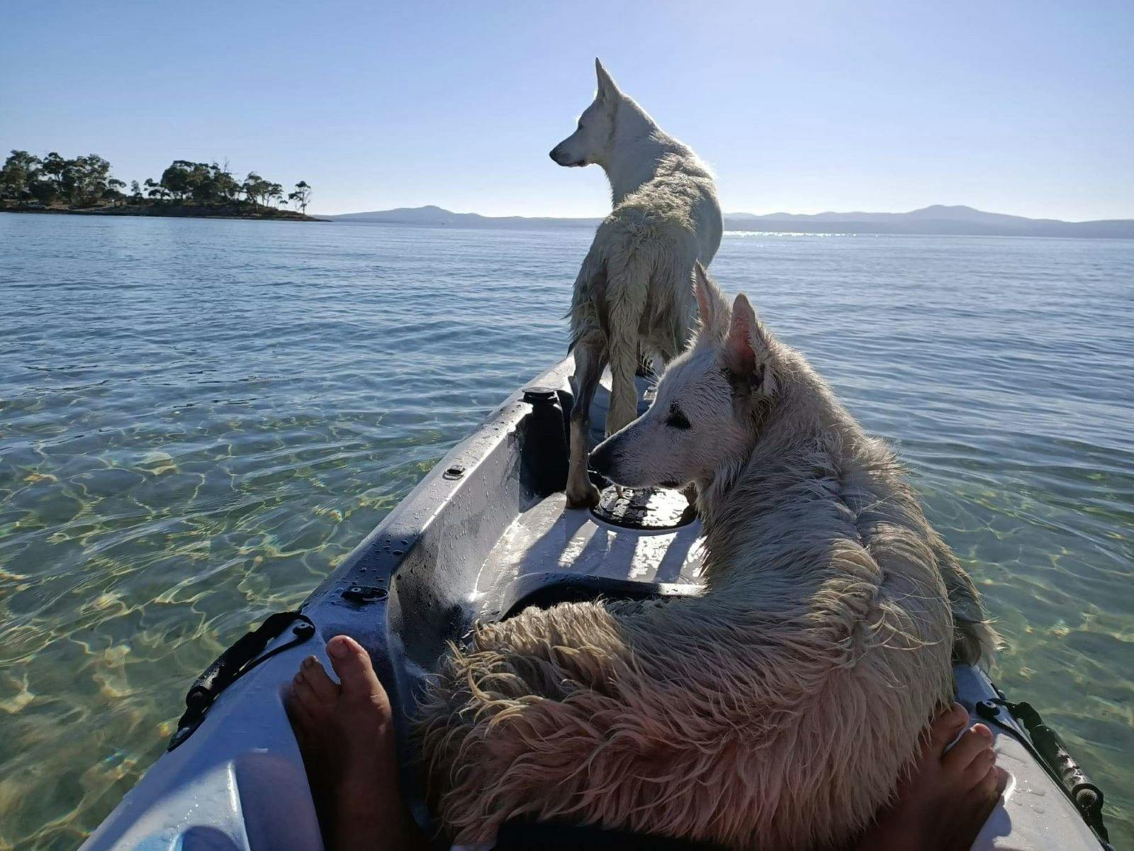 Dogs on kayak
