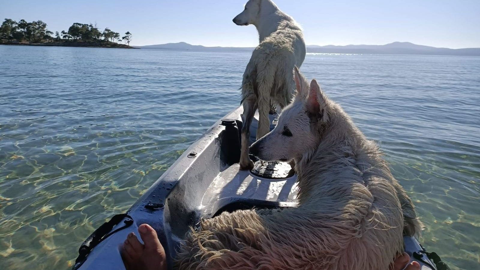 Dogs on Kayak