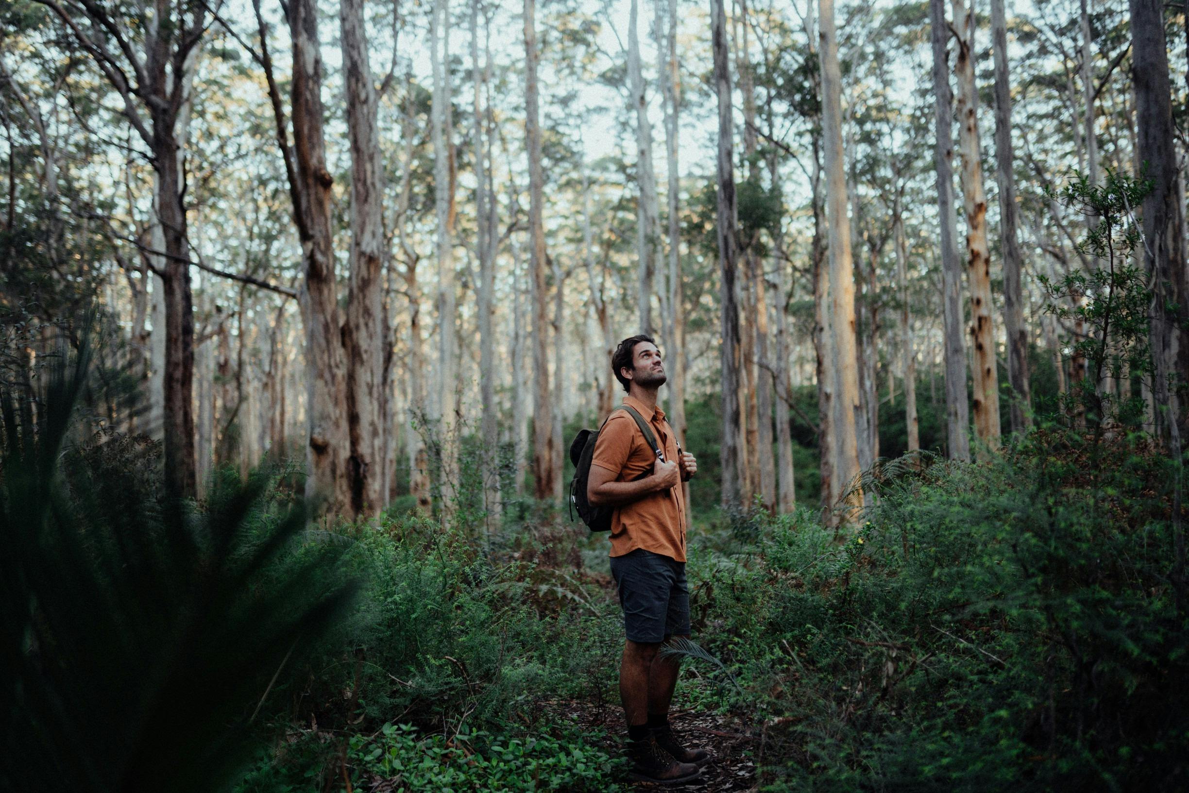 Man hiking through the Boranup Karri Forest