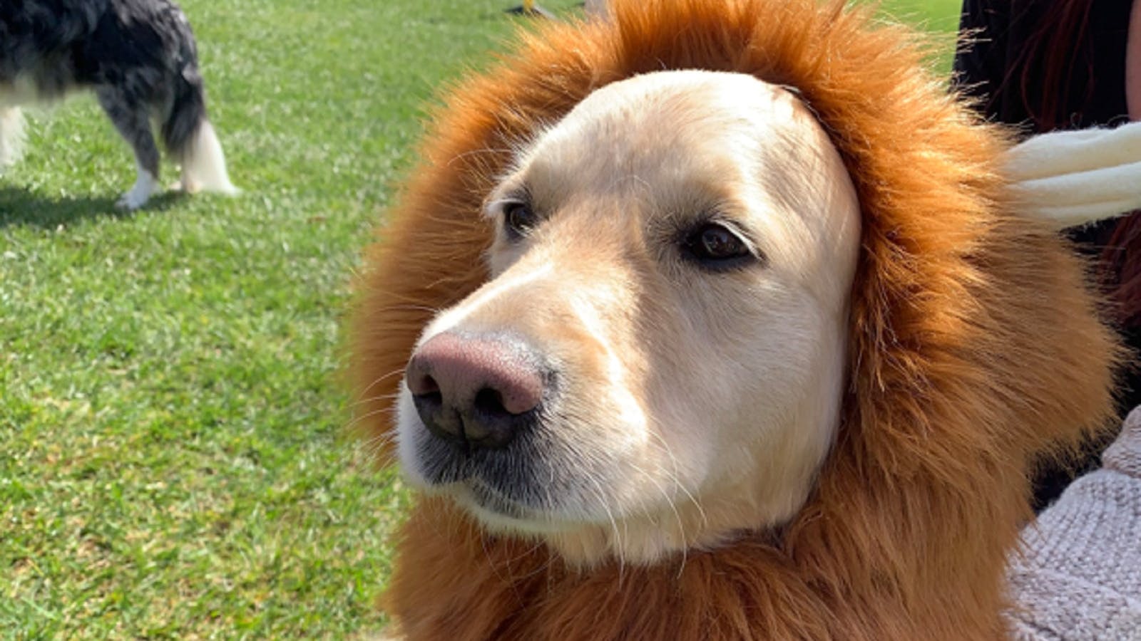 A top contender for the DDO '22 Best Dressed Dog Costume competition.