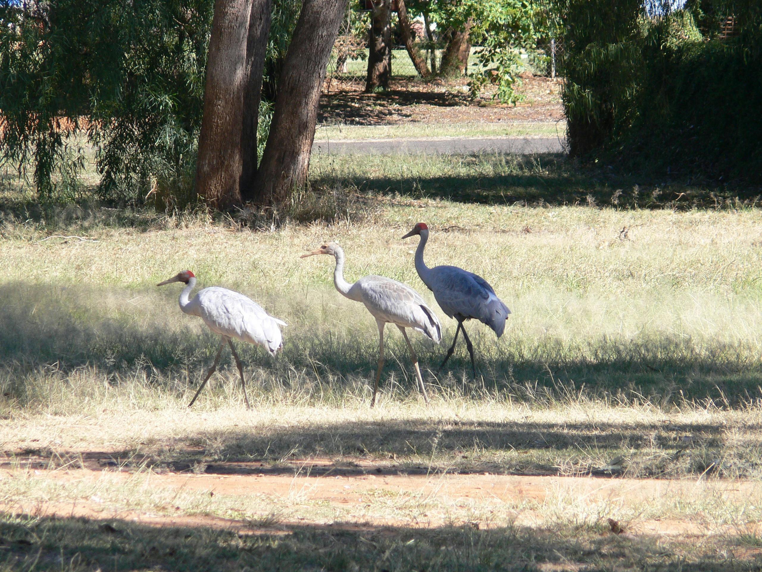 You'll discover a variety of bird and animal life on a Bollon Cultural Tour