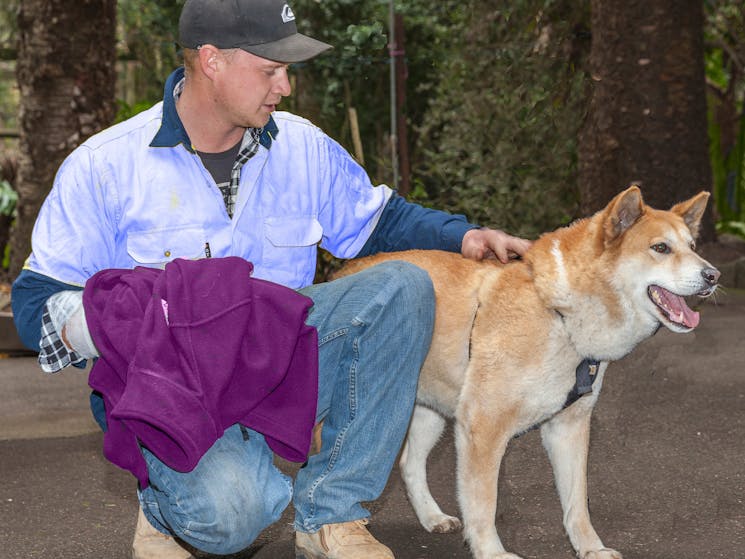 Meet Boof and Tesa our friendly Dingos morning show only