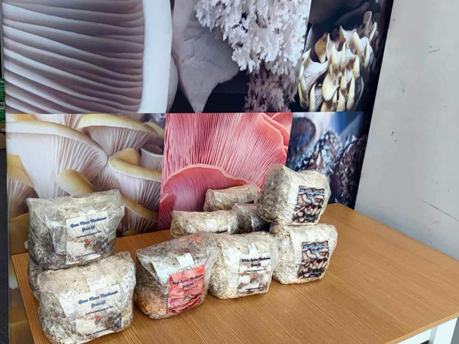 Bocks of mushroom grow kits on a table with a banner of mushroom behind it