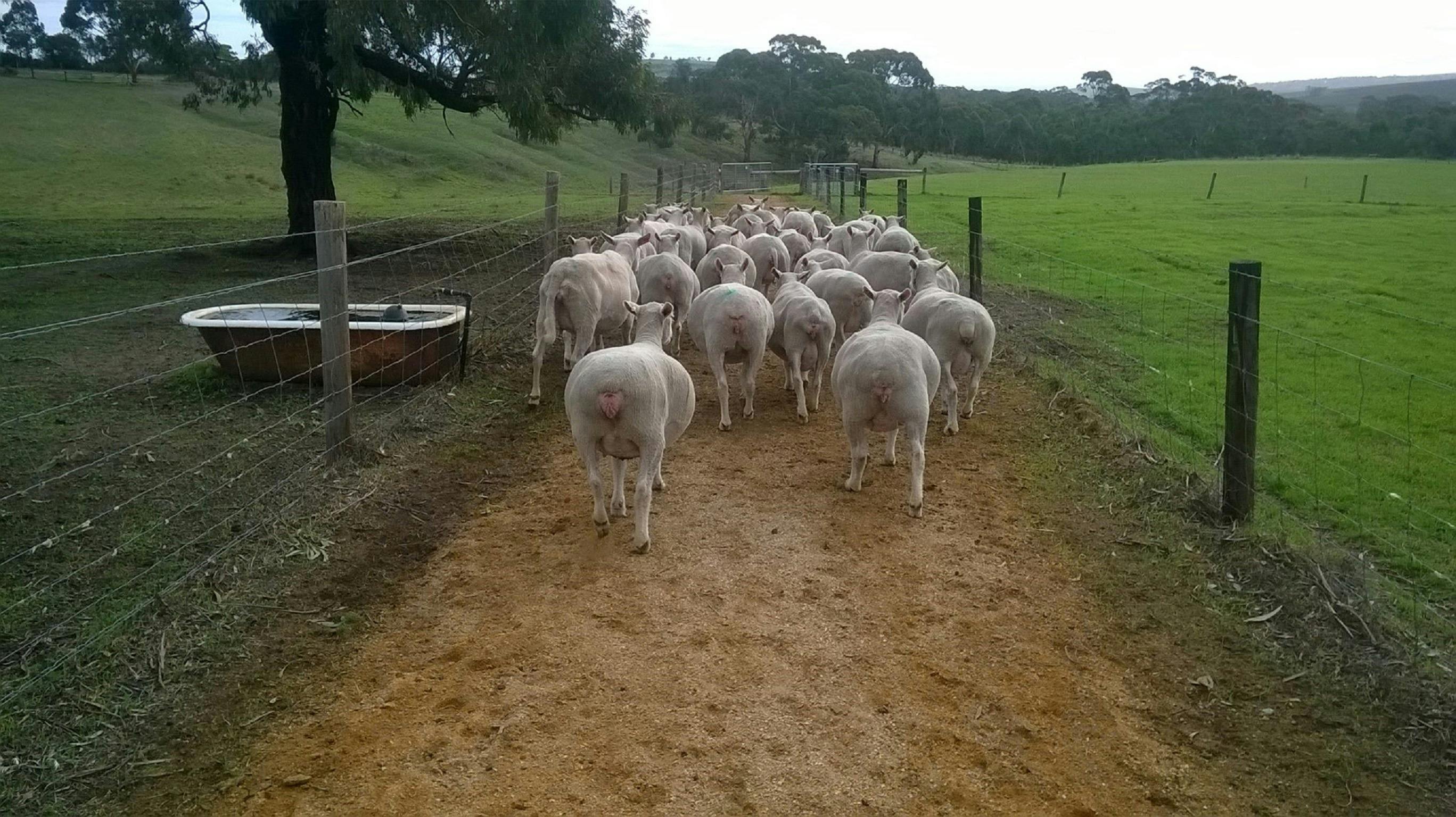 Seavewe Artisan Sheep Dairy and Cheesery