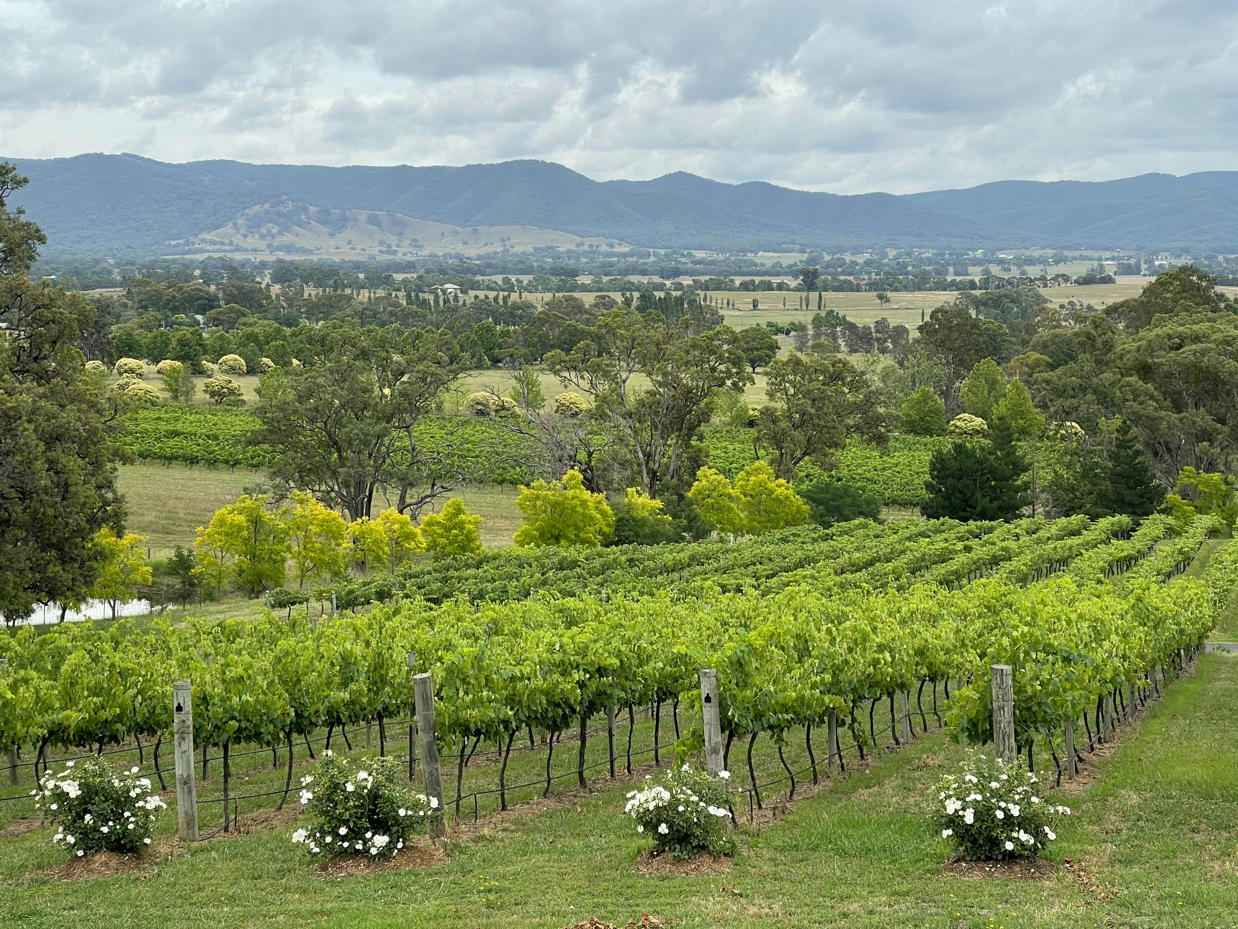 view from the vineyard across the vines and into the distance