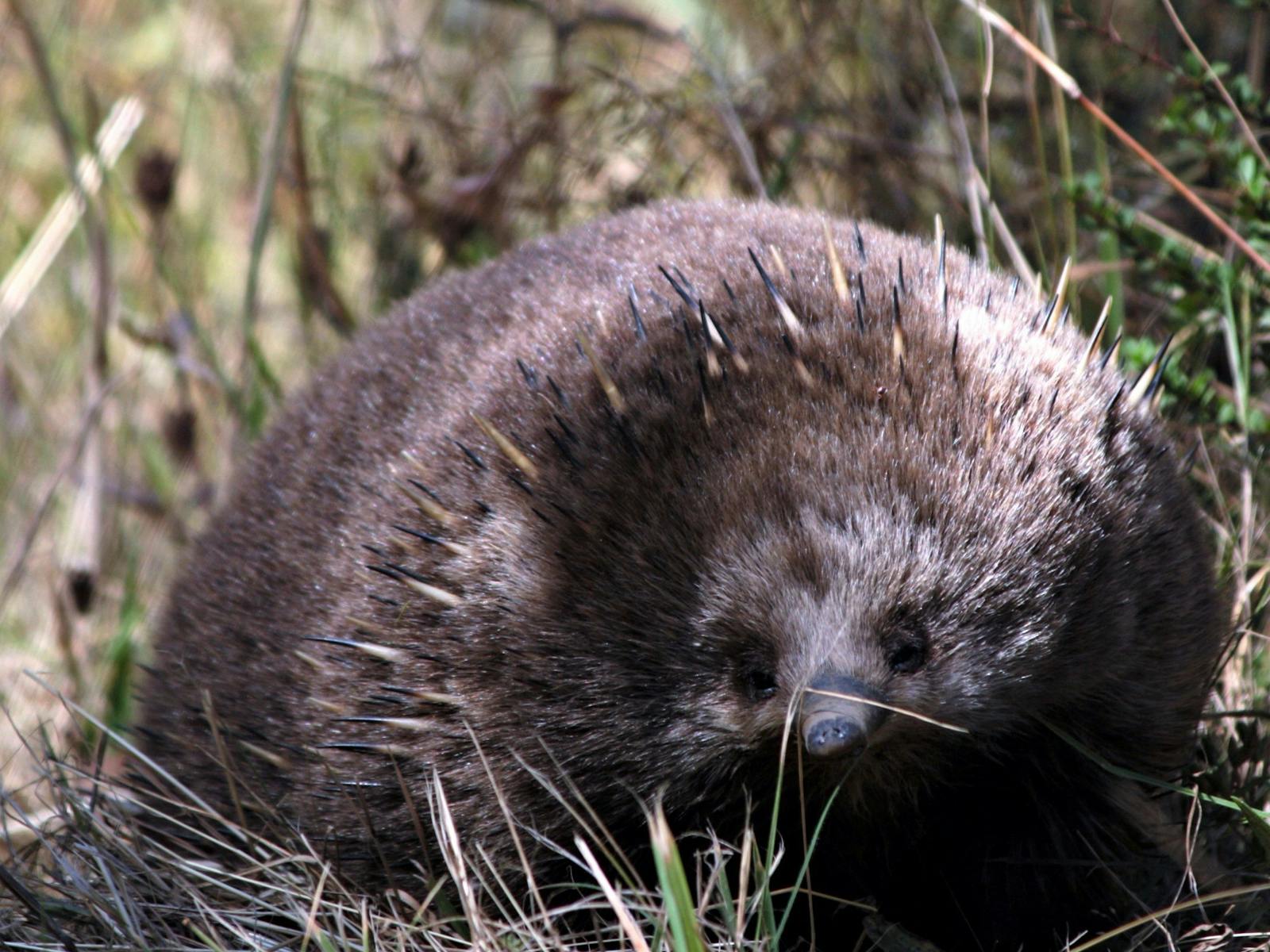 Tasmanian Echidna