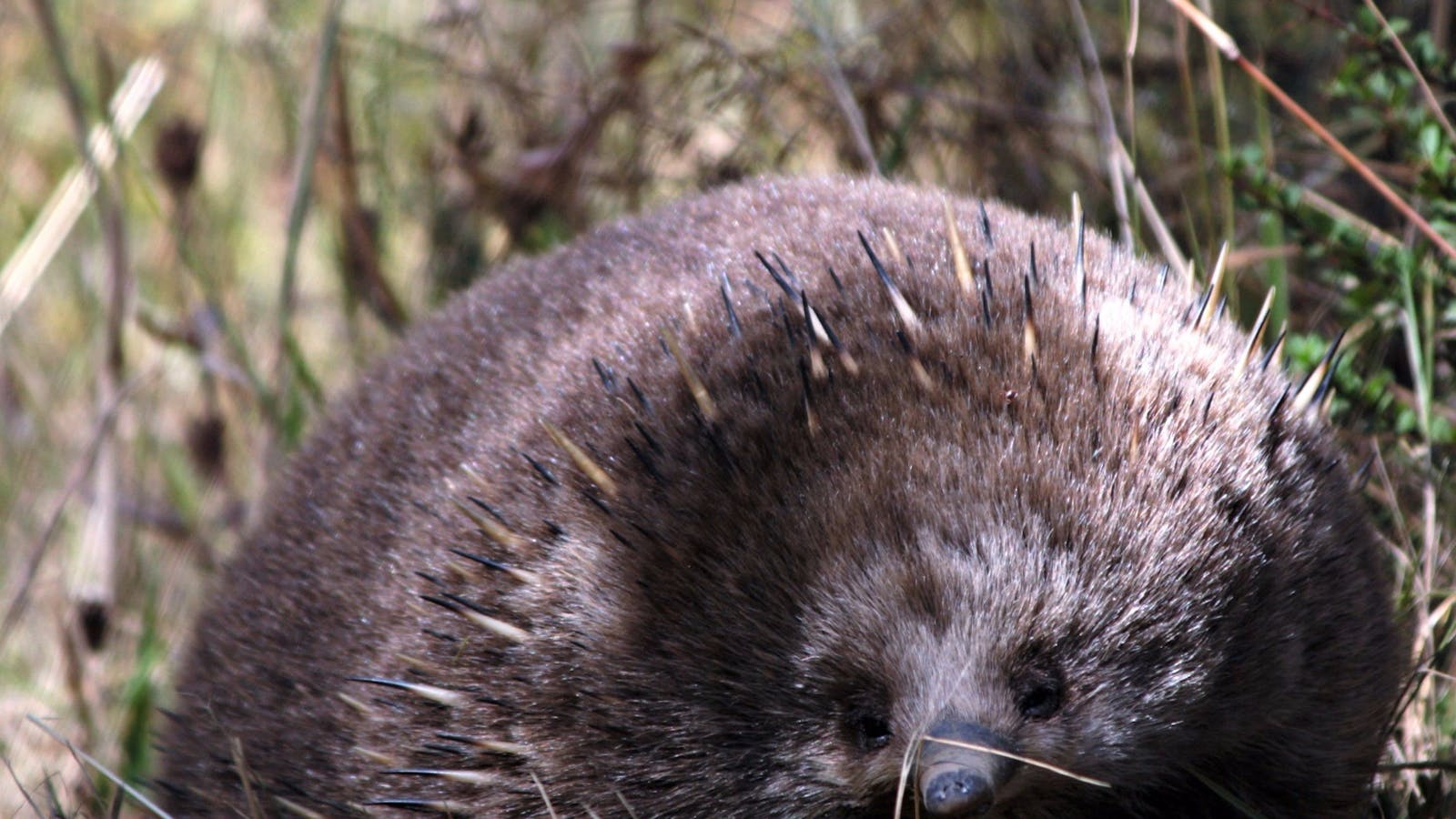 Inala Nature Tours