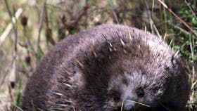 Inala Nature Tours