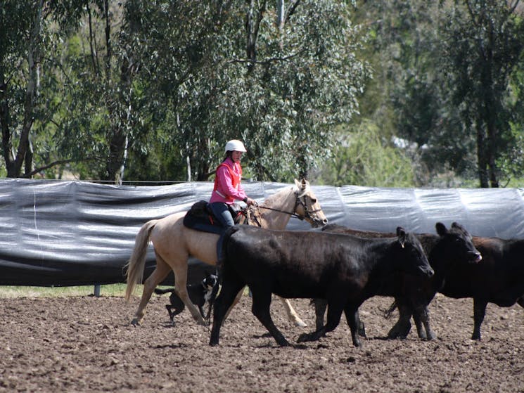 Battle on the Bidgee