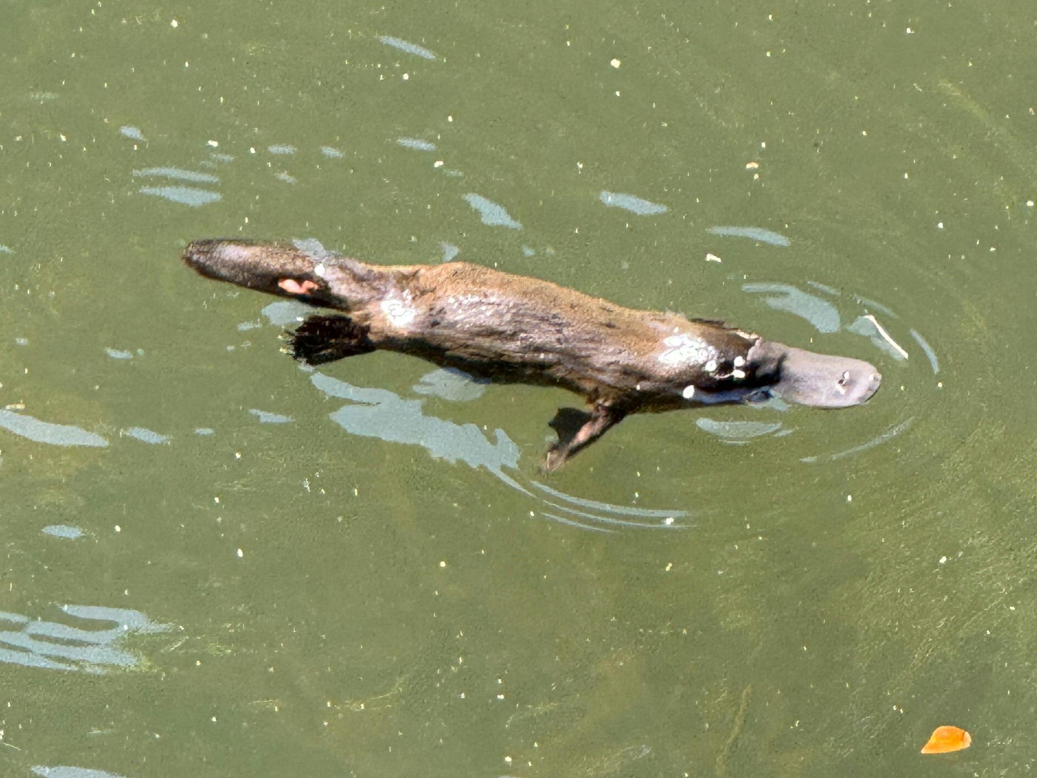 Eco Wildlife Two-Day Tour – Platypus & Kangaroos