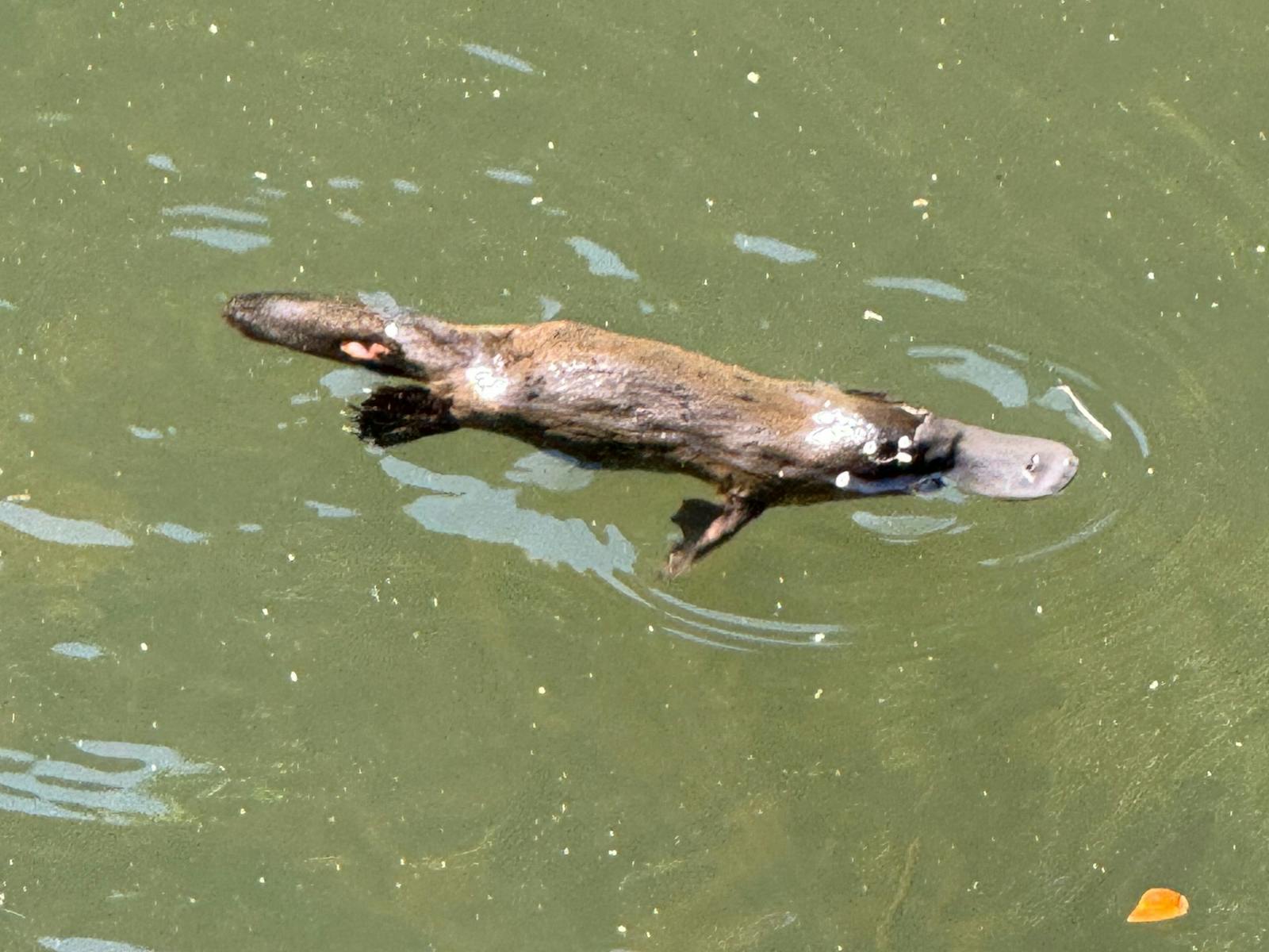 Eungella wild Platypus Eungella wild Platypus