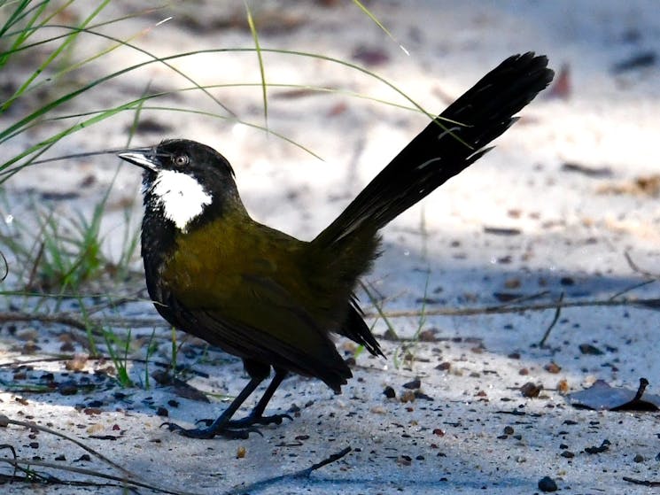 Eastern Whipbird