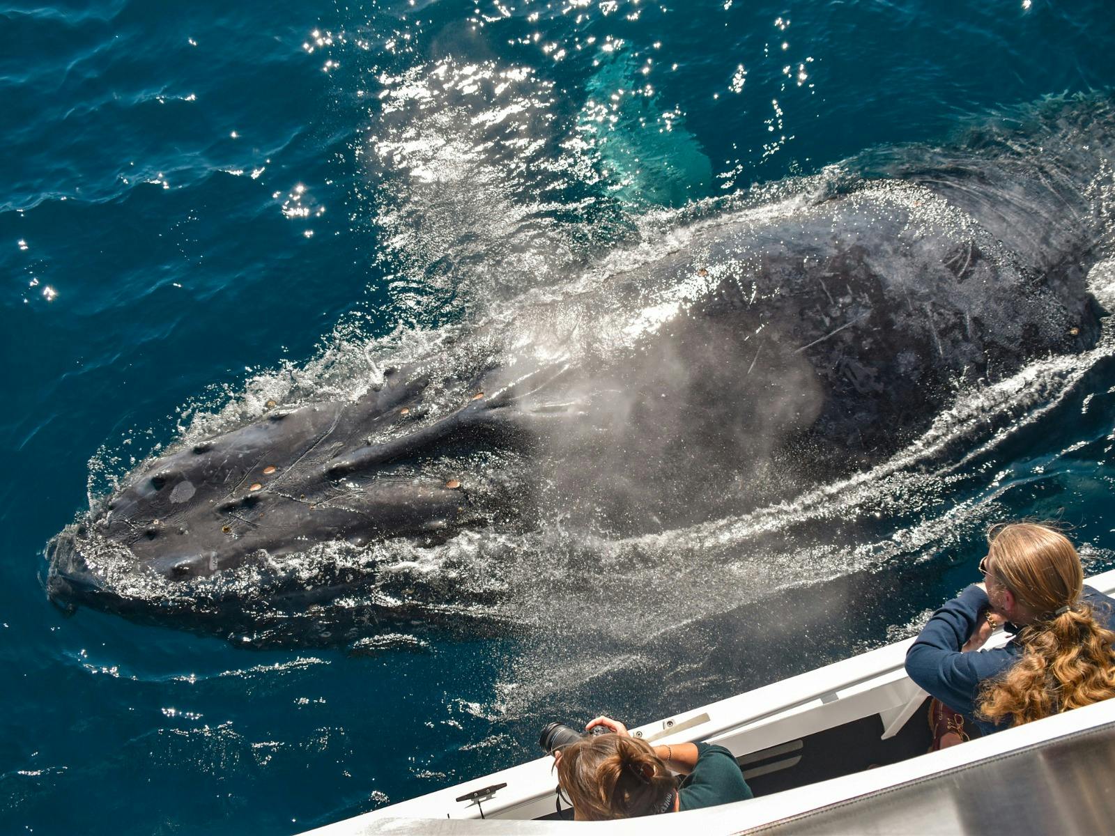 Humpback Whale blowing spray right next to Sunreef Whale Watching boat Humpback Whale blowing spray right next to Sunreef Whale Watching boat