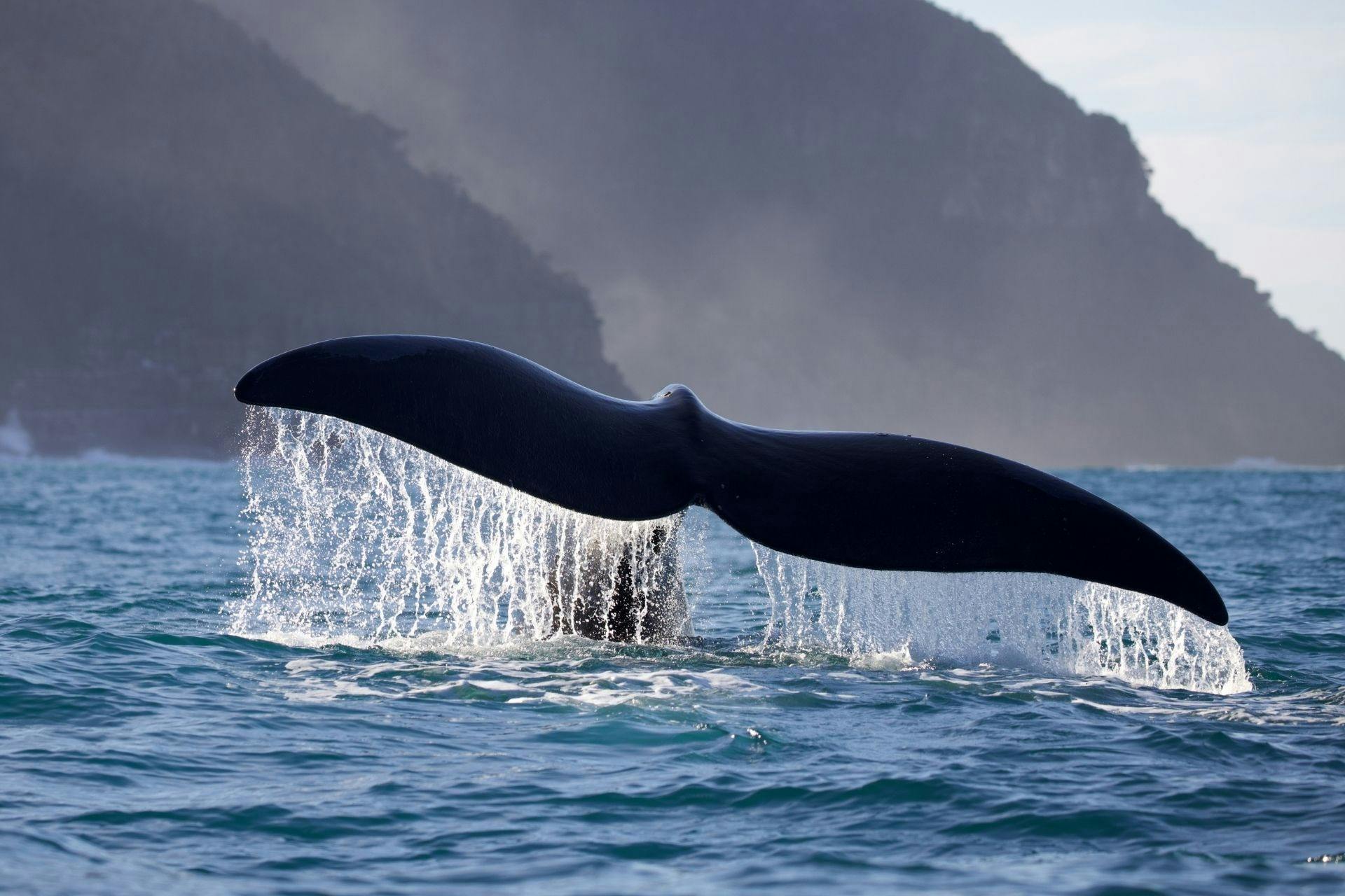 Southern Right Whale tail