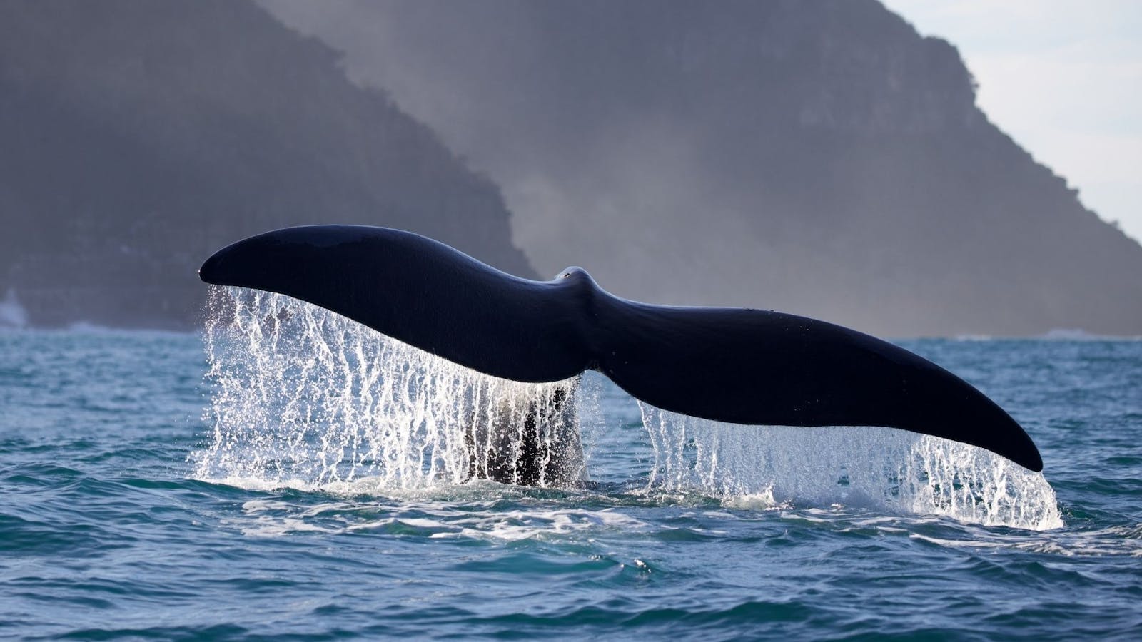 Southern Right Whale tail