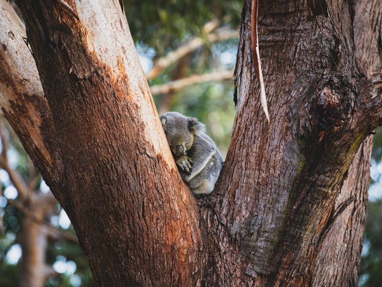 Koala