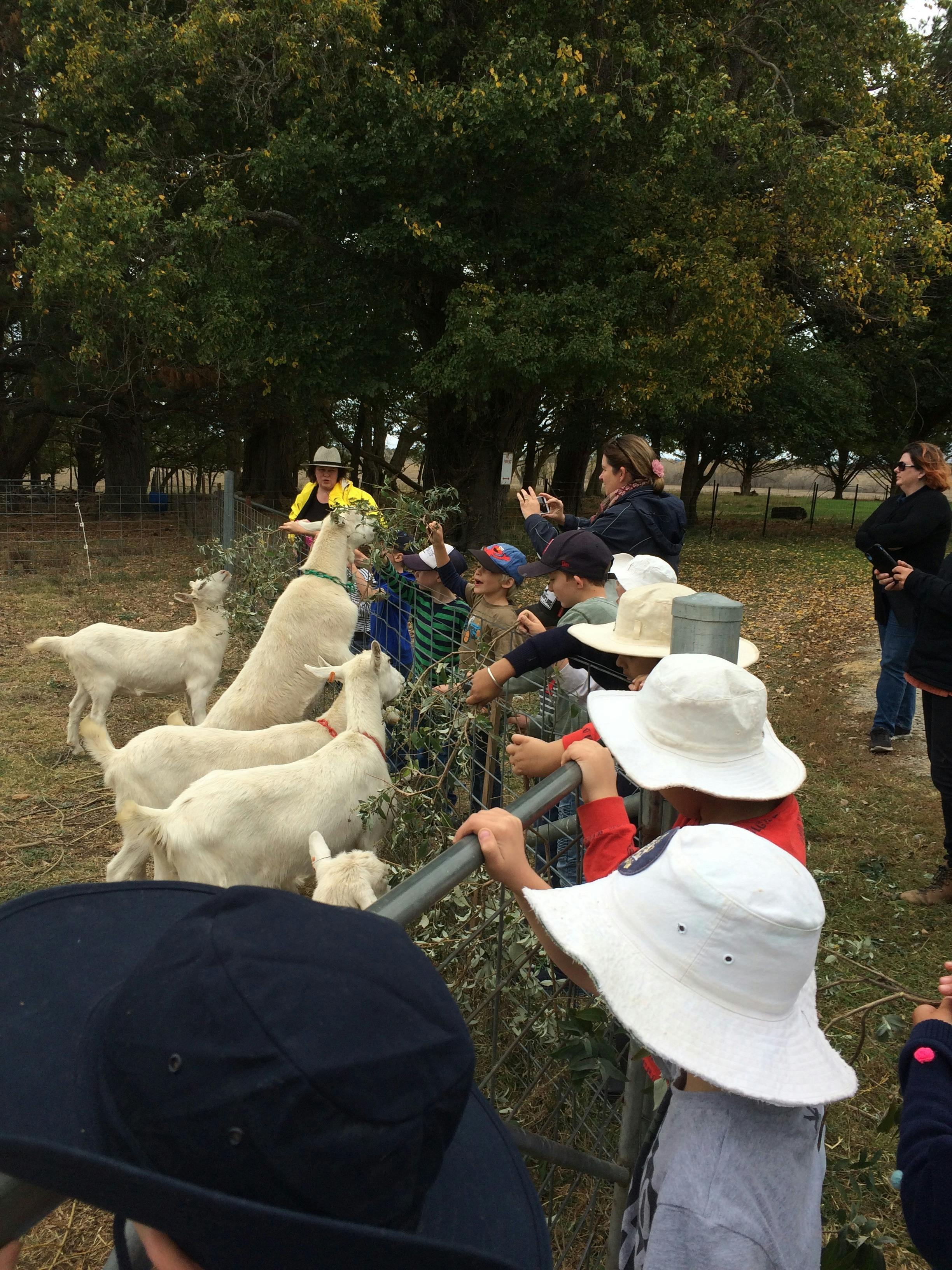 Sunhill Dairy Goats - Meeting the goats
