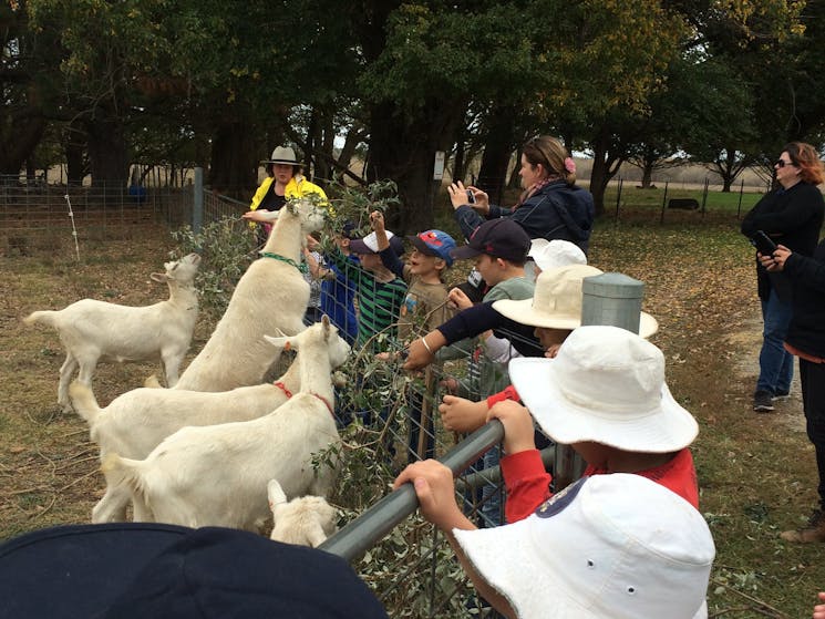 Sunhill Dairy Goats - Meeting the goats