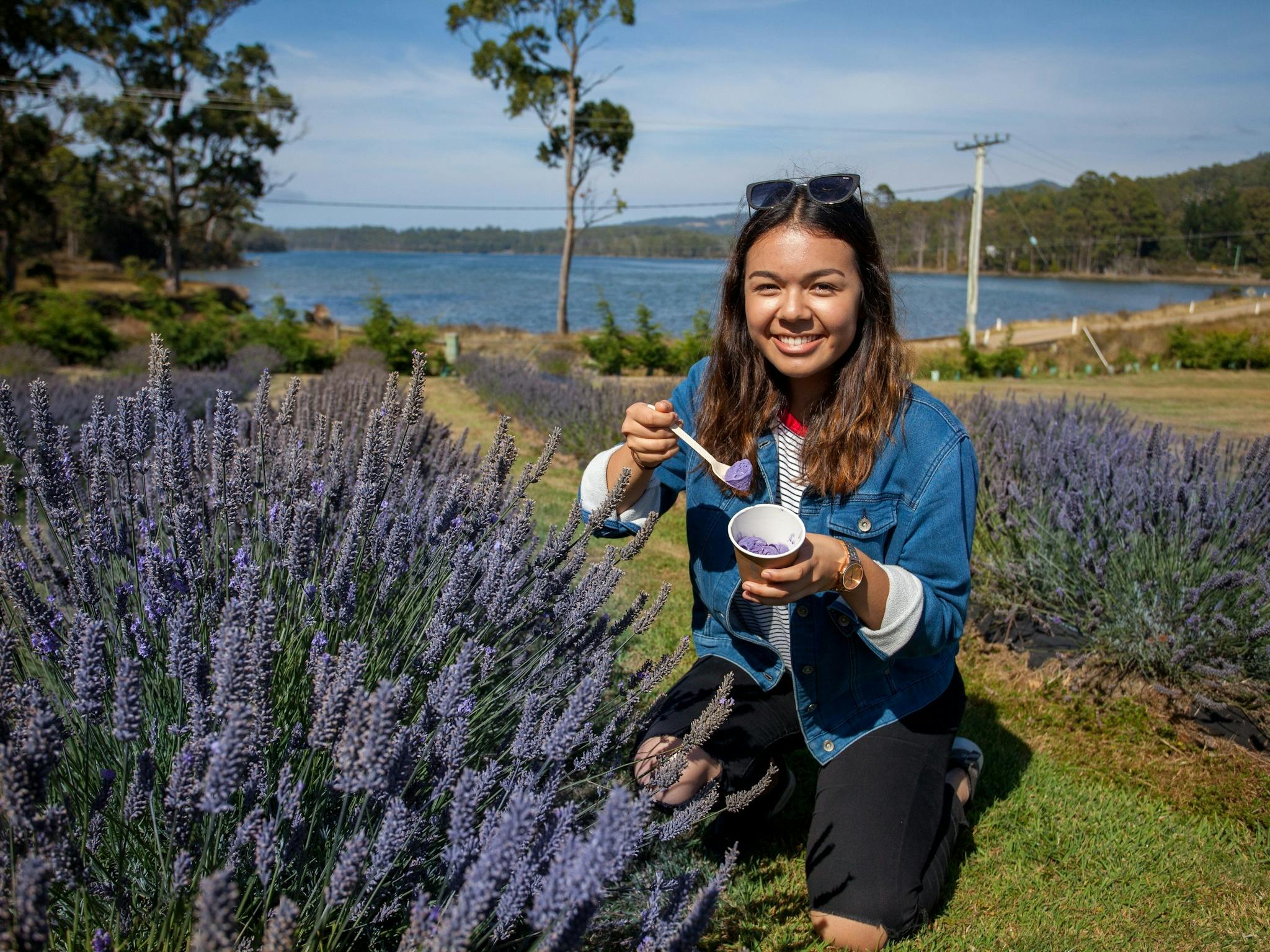 Lavender Farm