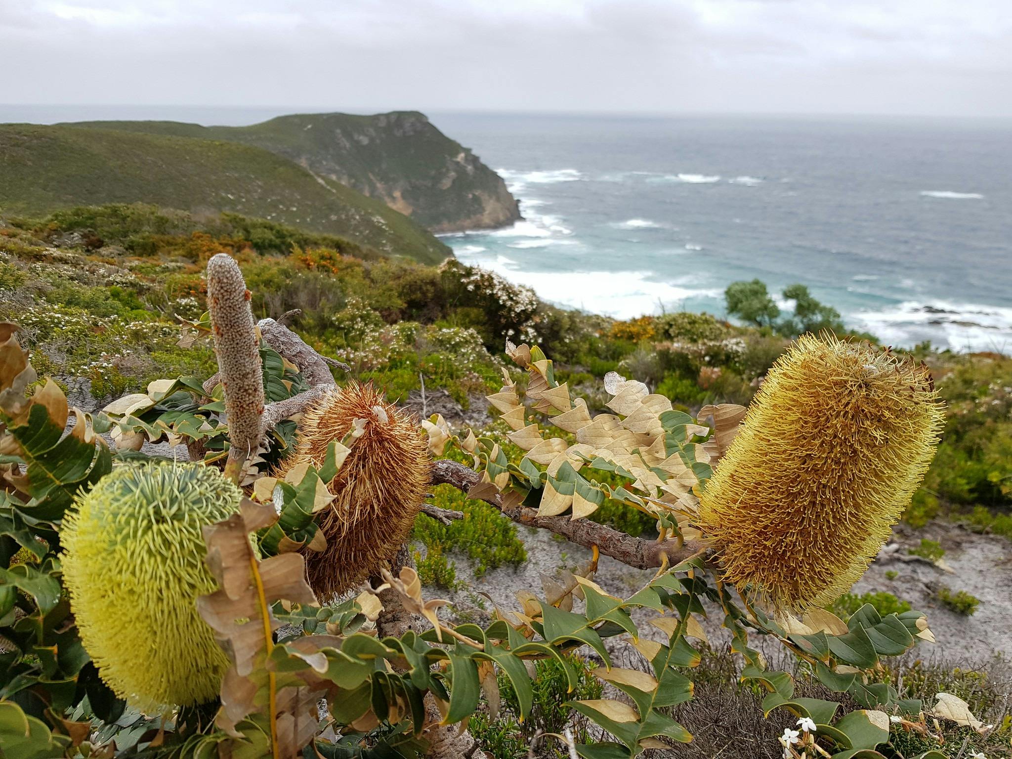 Walpole - Denmark wildflowers