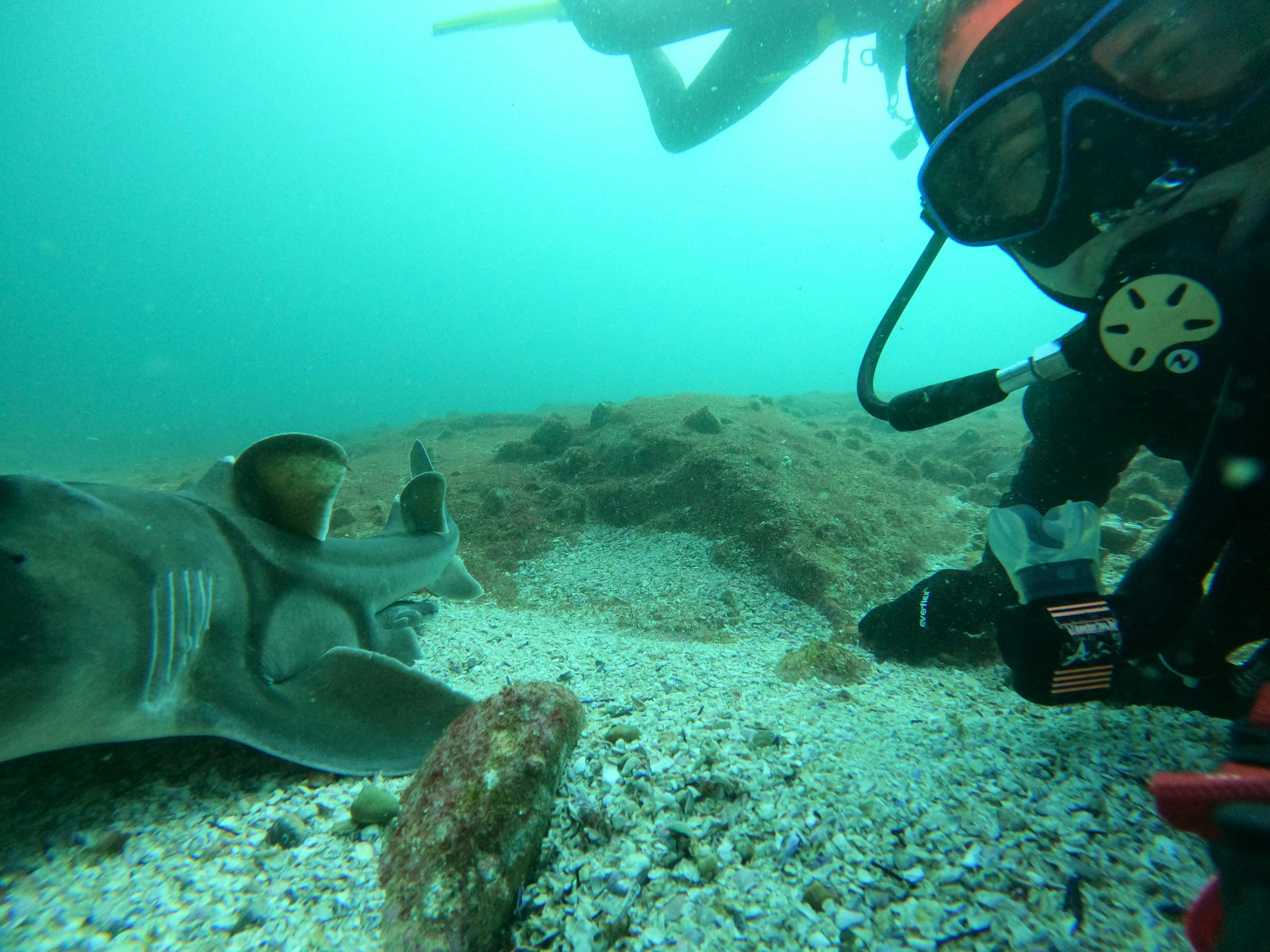 scuba diving with a Port Jackson Shark