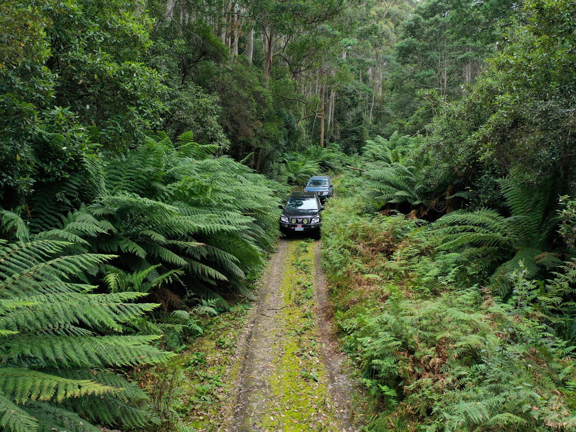 vehicles travelling through forest backroads