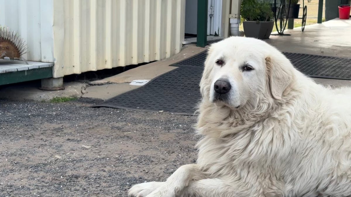 We are pet friendly