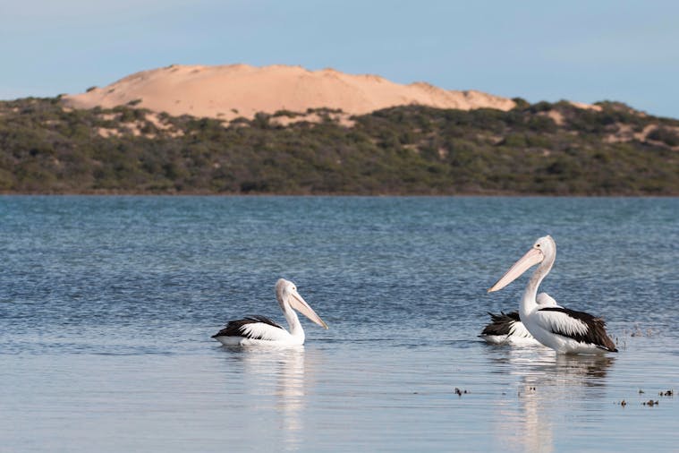 Secrets of the Coorong