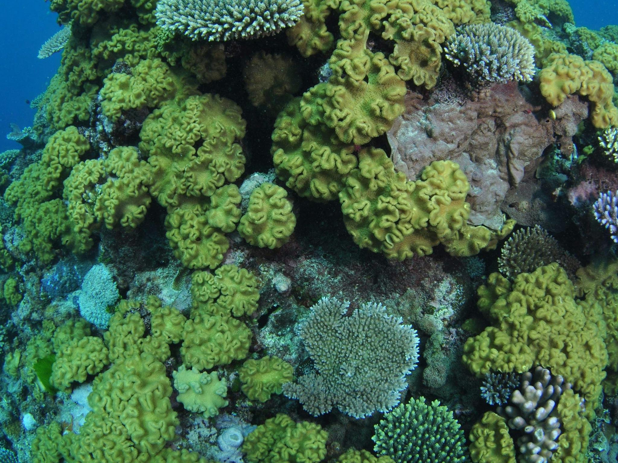 Keeper Reef Keeper Reef