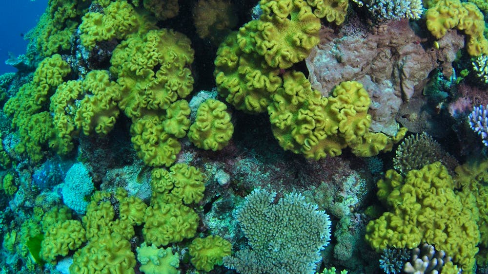 Keeper Reef Dive Site