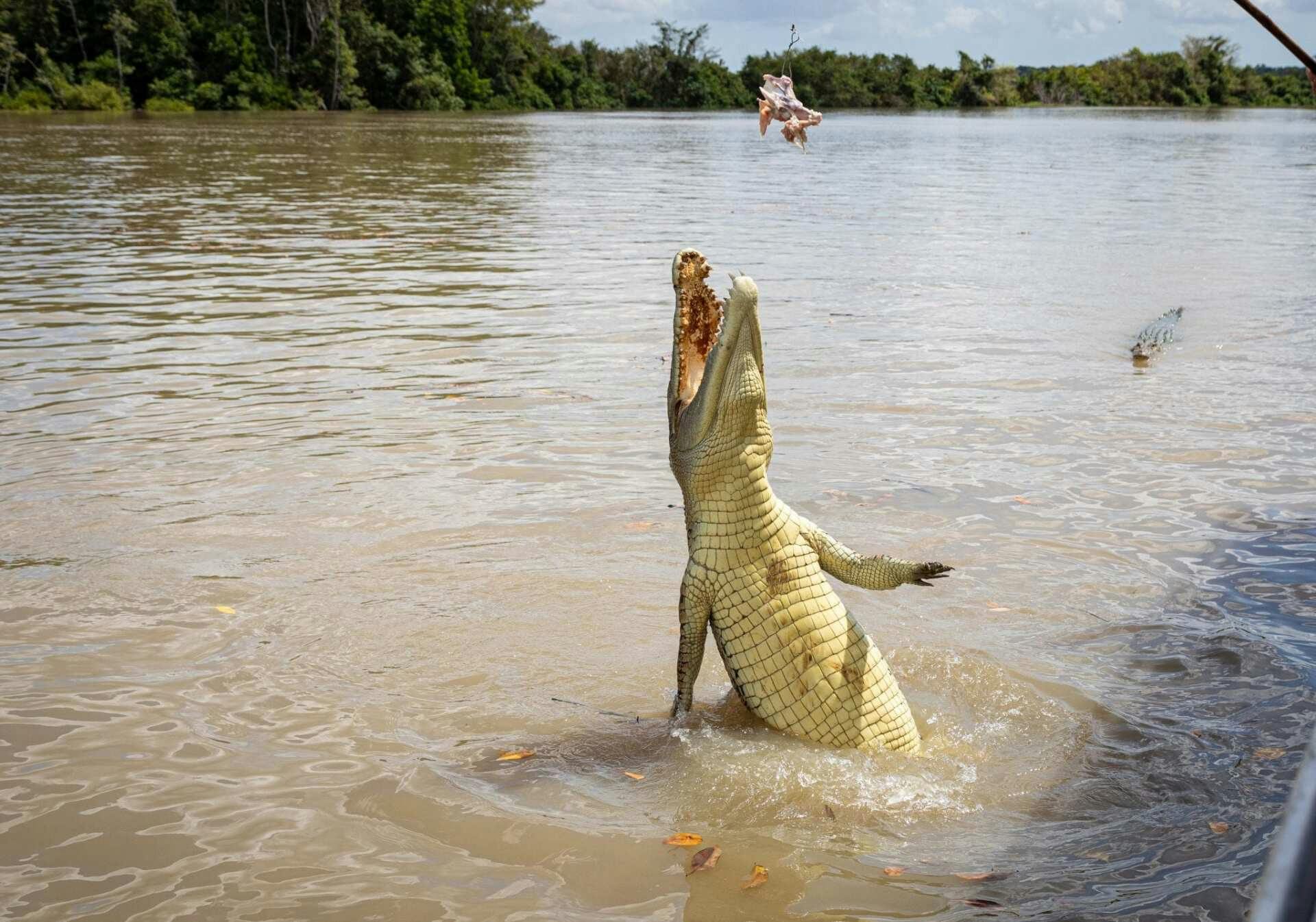 Jumping Croc
