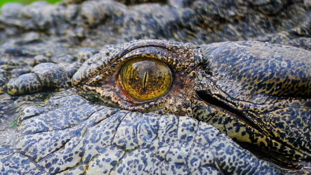Koorana Crocodile Farm