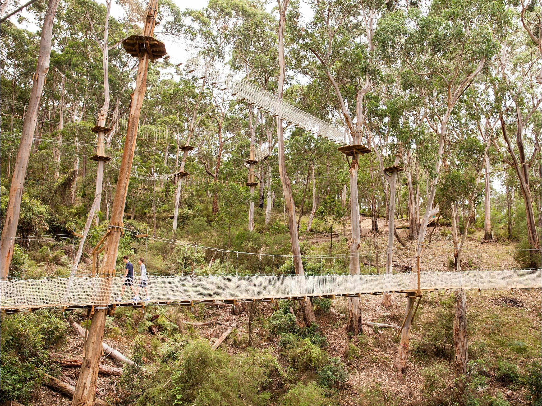Elevated Adventure trail