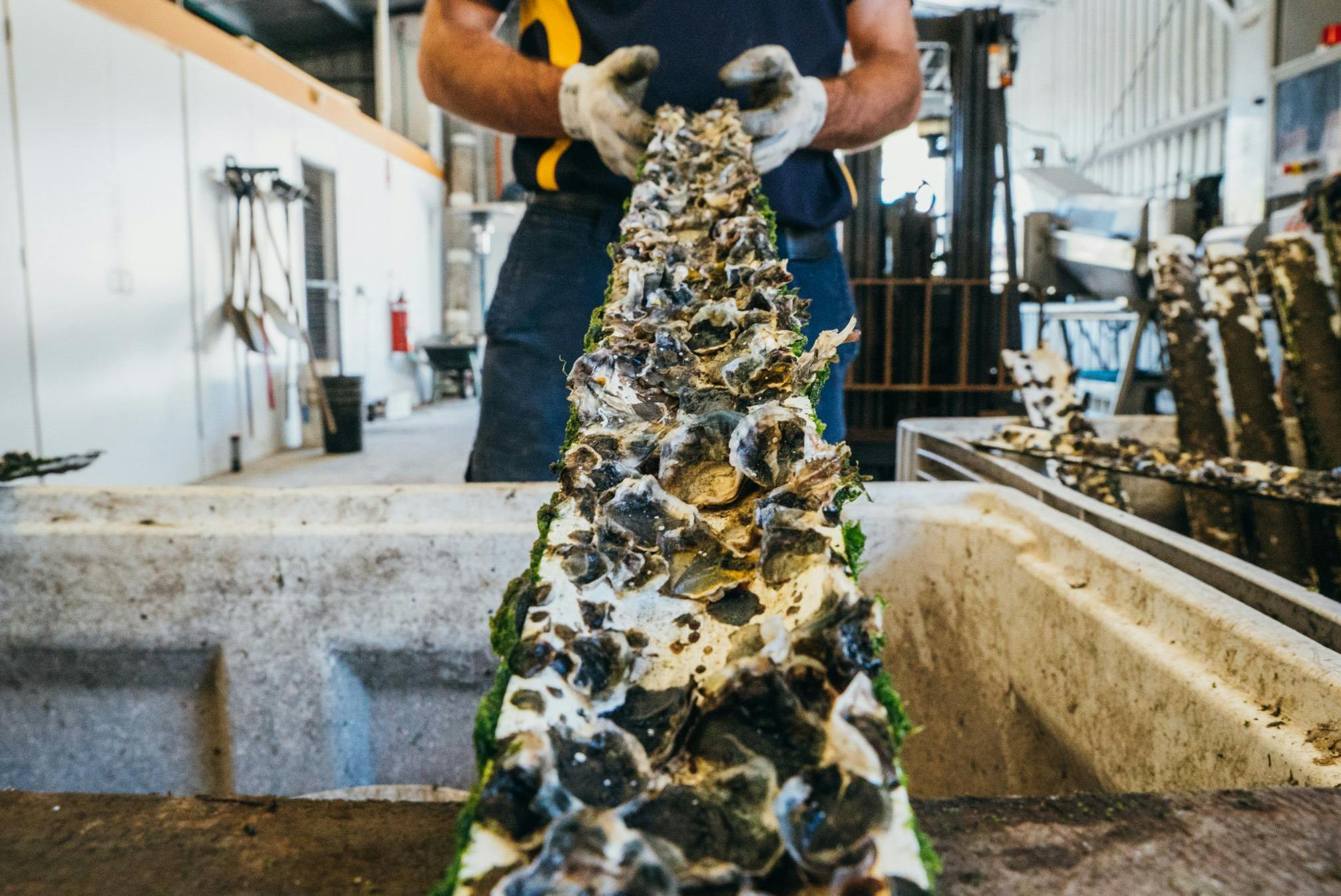 The connection between the oyster farm & takeaway shop is unique & special. A true oyster experience
