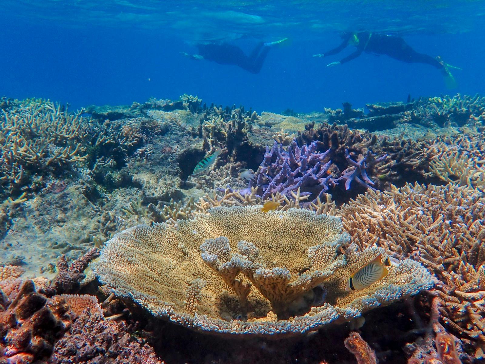 Snorkellers discover the reef eco system at John Brewer Reef