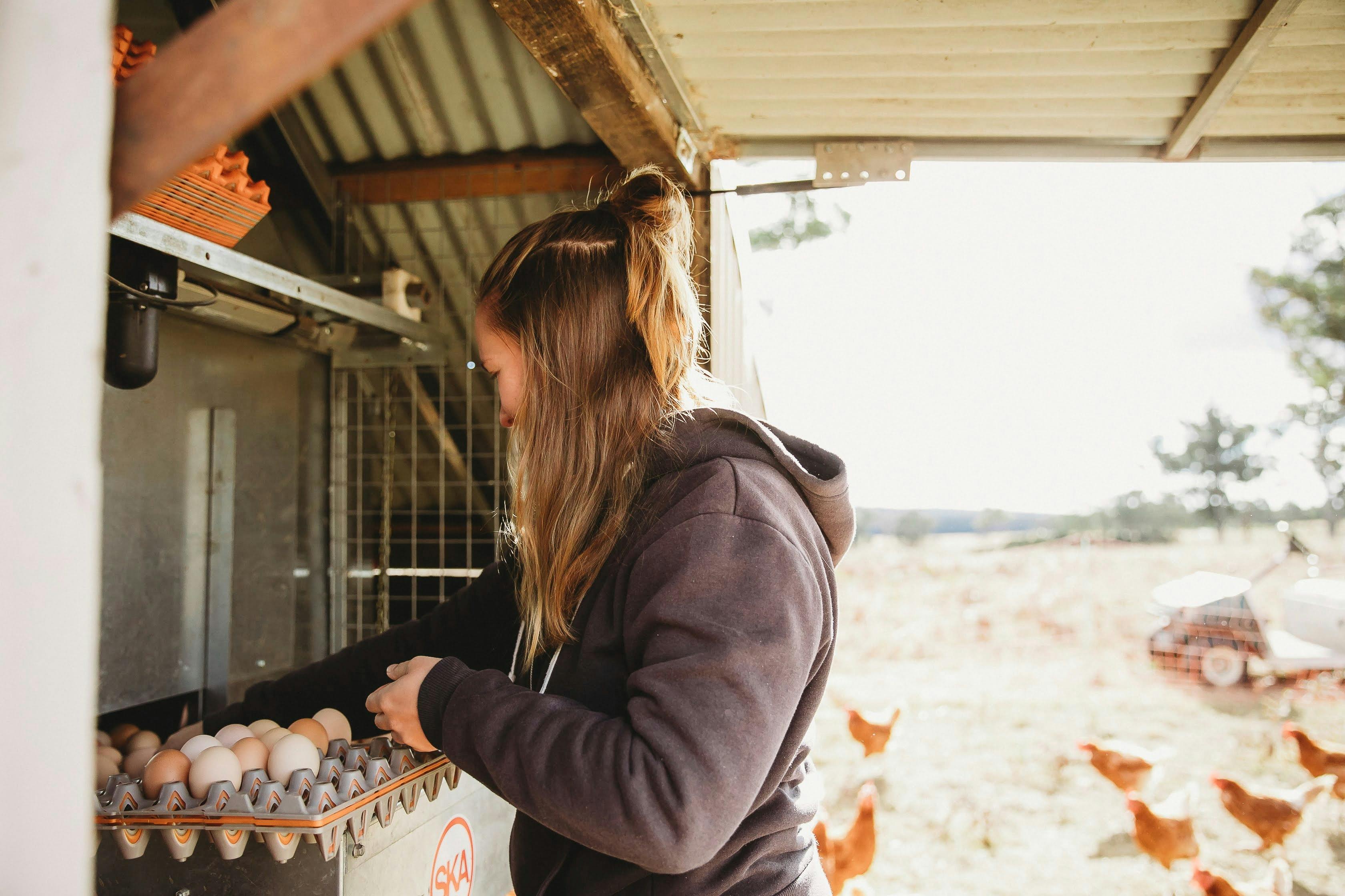 Daily egg collecting from pasture raised hens