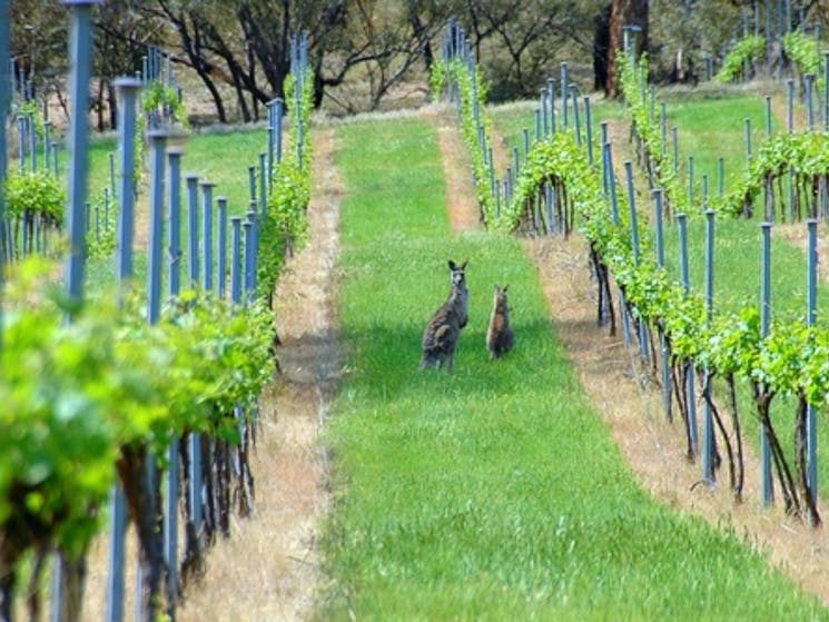 Kangaroos in the Vineyard at Winburndale wines