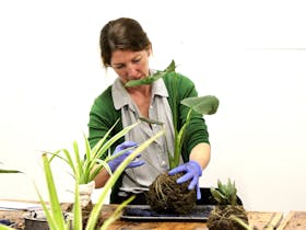 A lady wrapping twine around a kokedama in our workshop