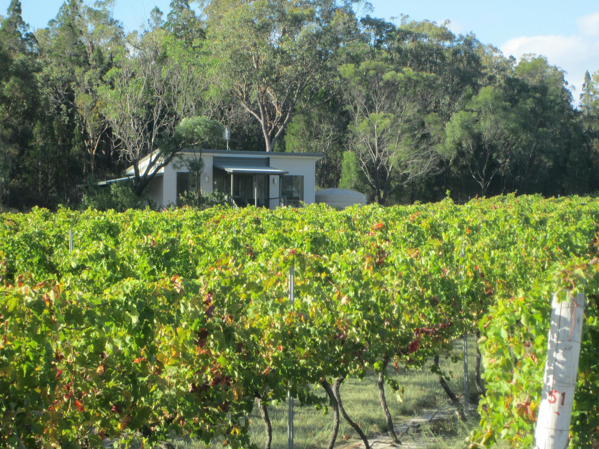 Syrah cabin from vineyard Syrah cabin from vineyard