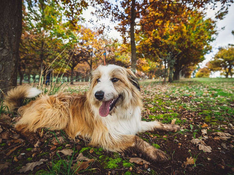 Smiling Smithfield dog lying in front of a background of trees