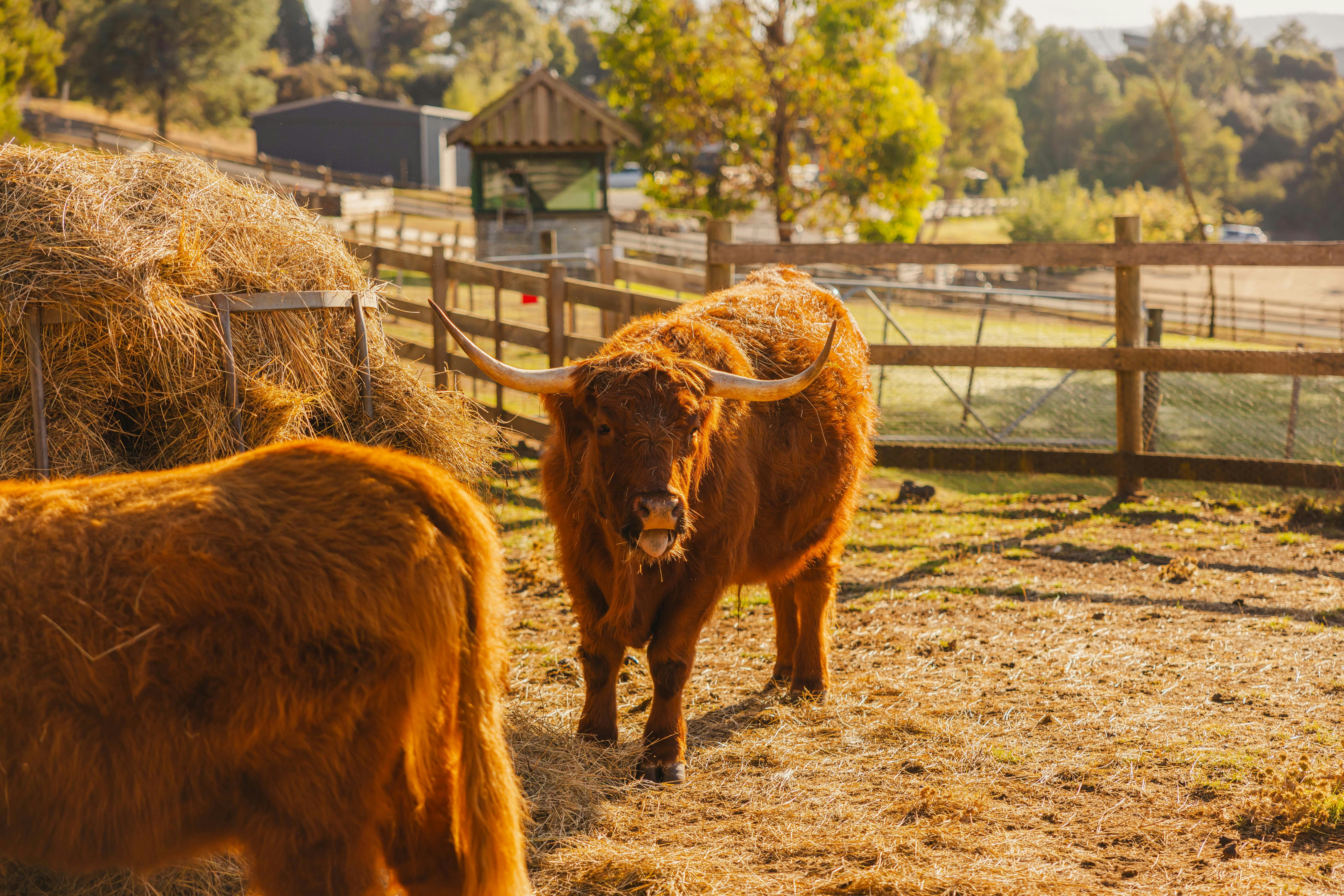 Highland Cows at Apricus Launceston Restaurant