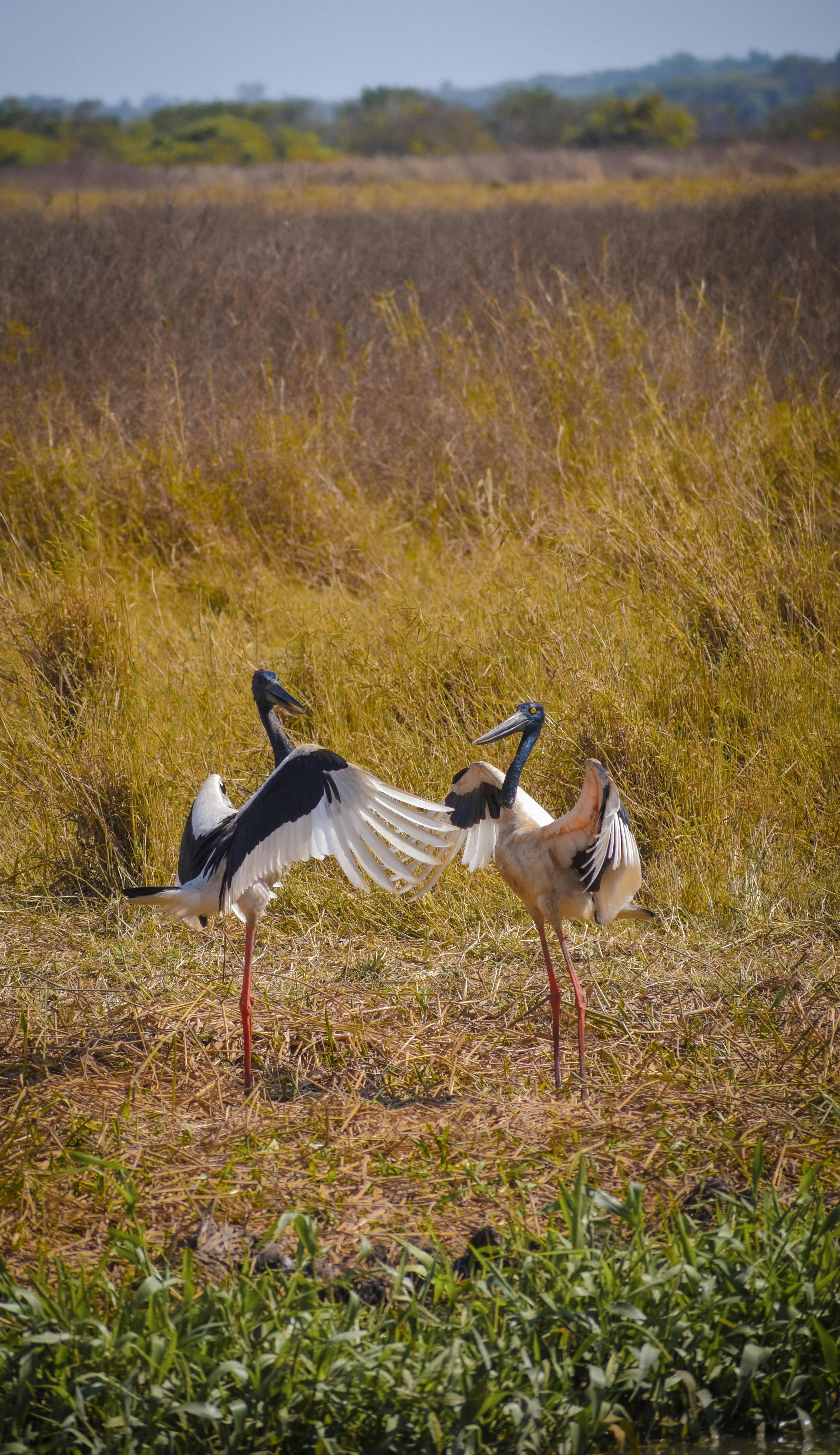 Jabiru