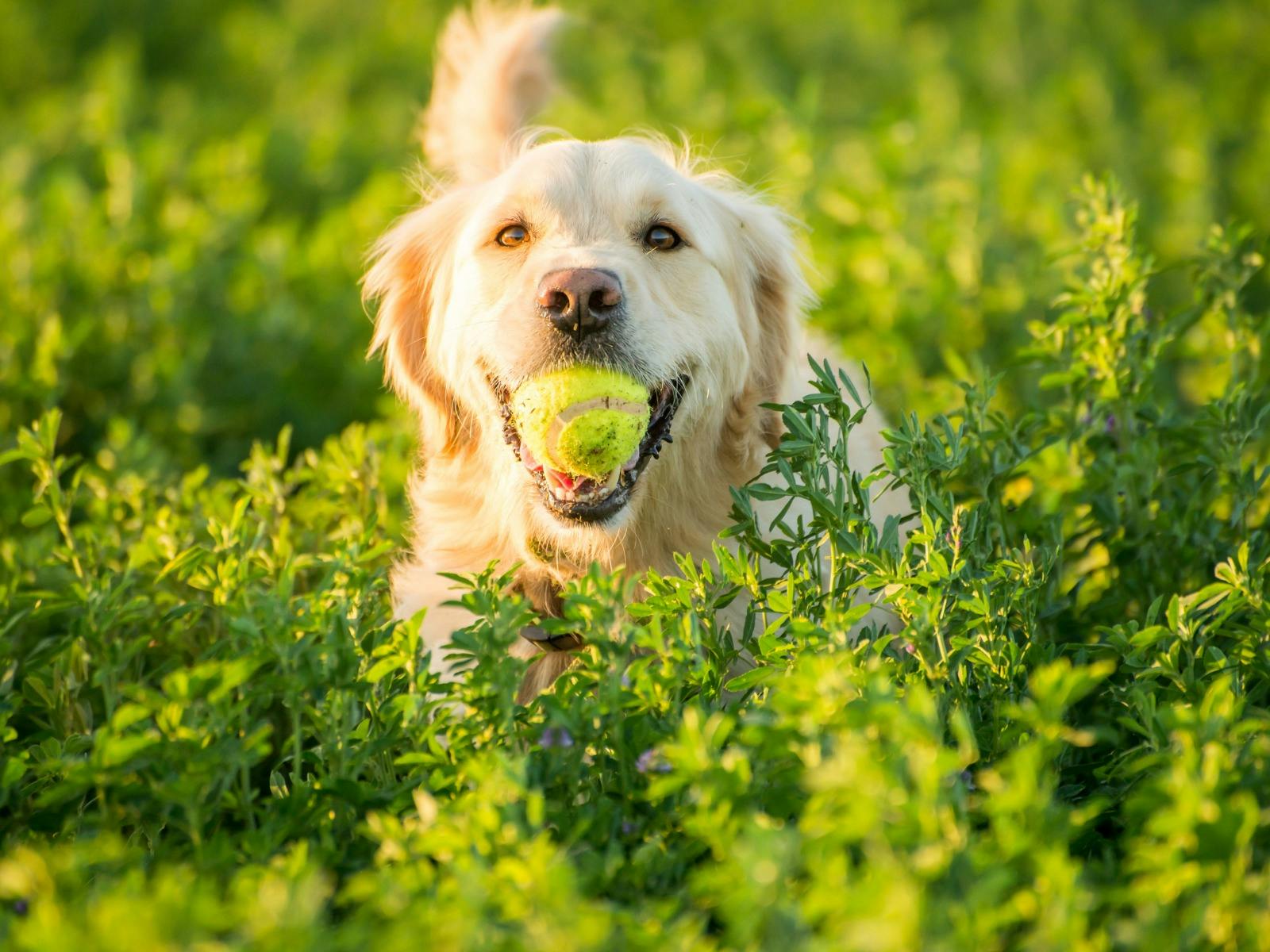 Dogs Day Out - Northern Rivers Animal Service
