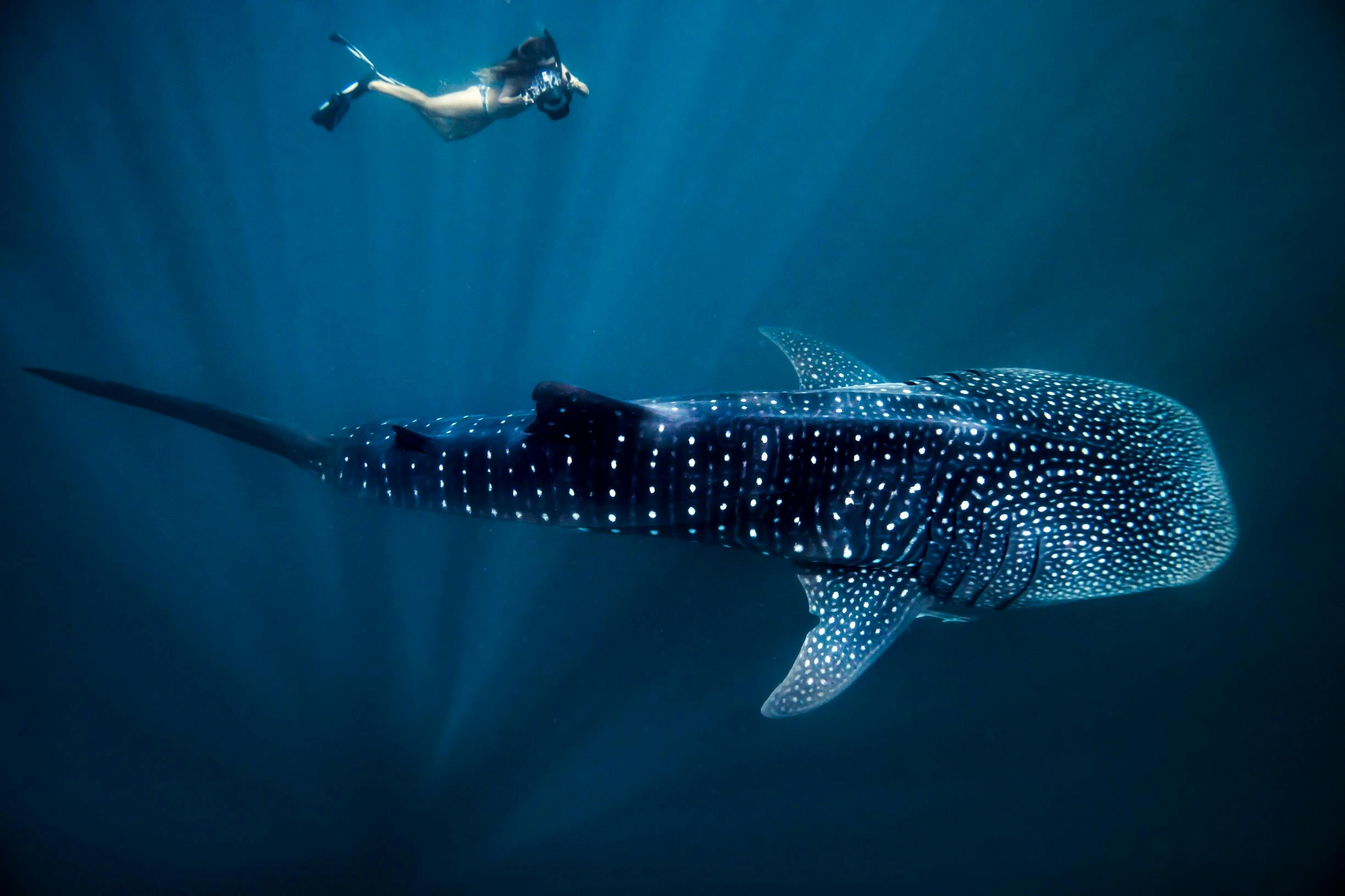 Person swimming with a whaleshark in Ningaloo Marine Park