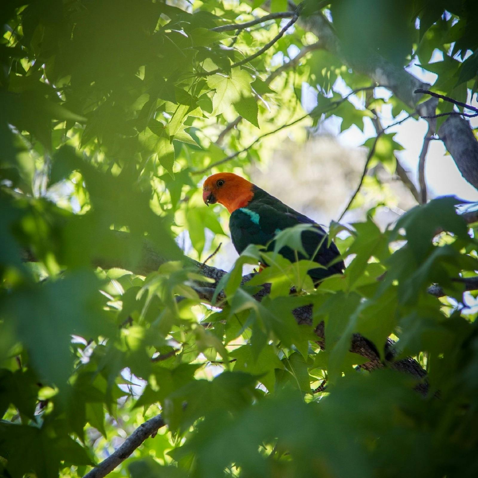 WMMの木のオウム