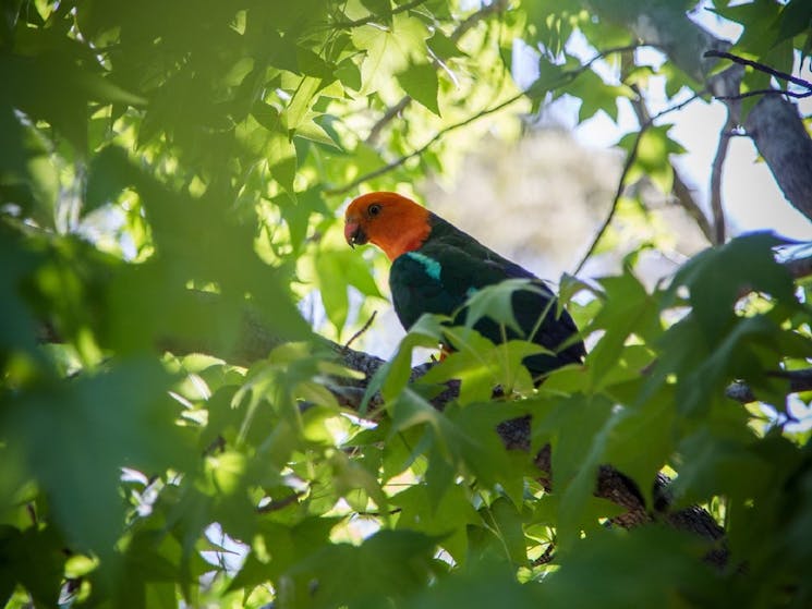 Parrot in the Trees at WMM