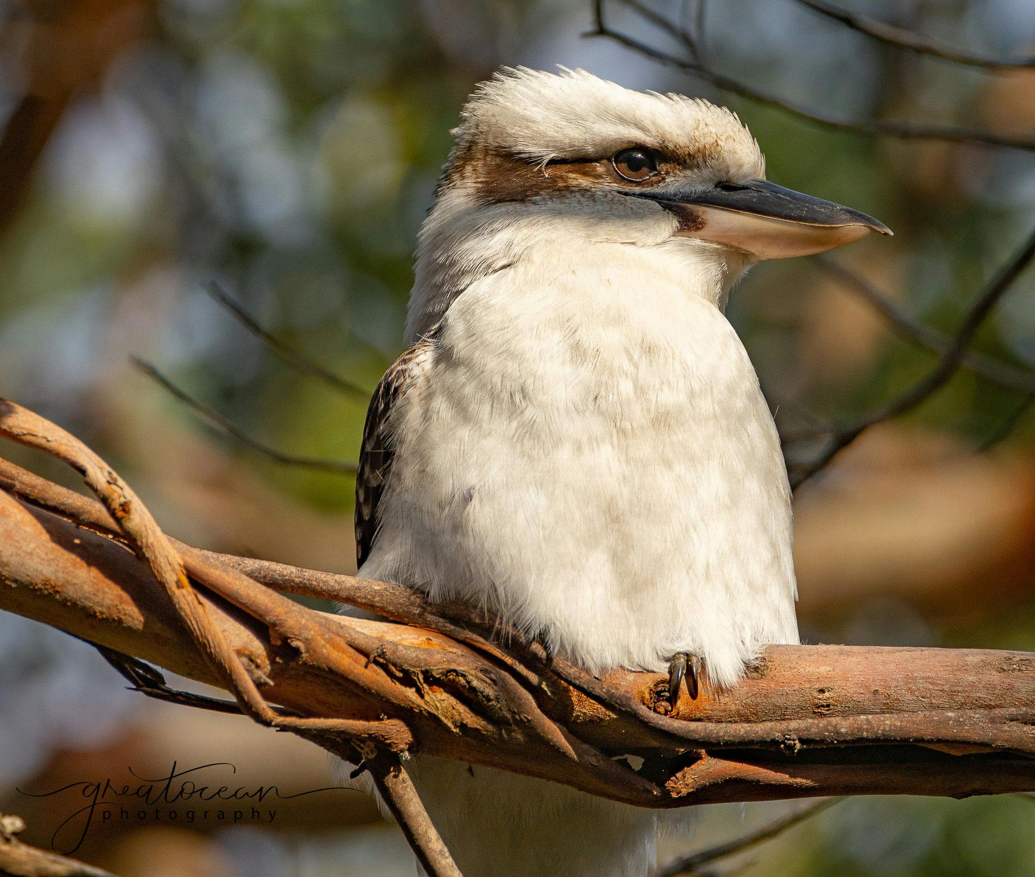 Kookaburra