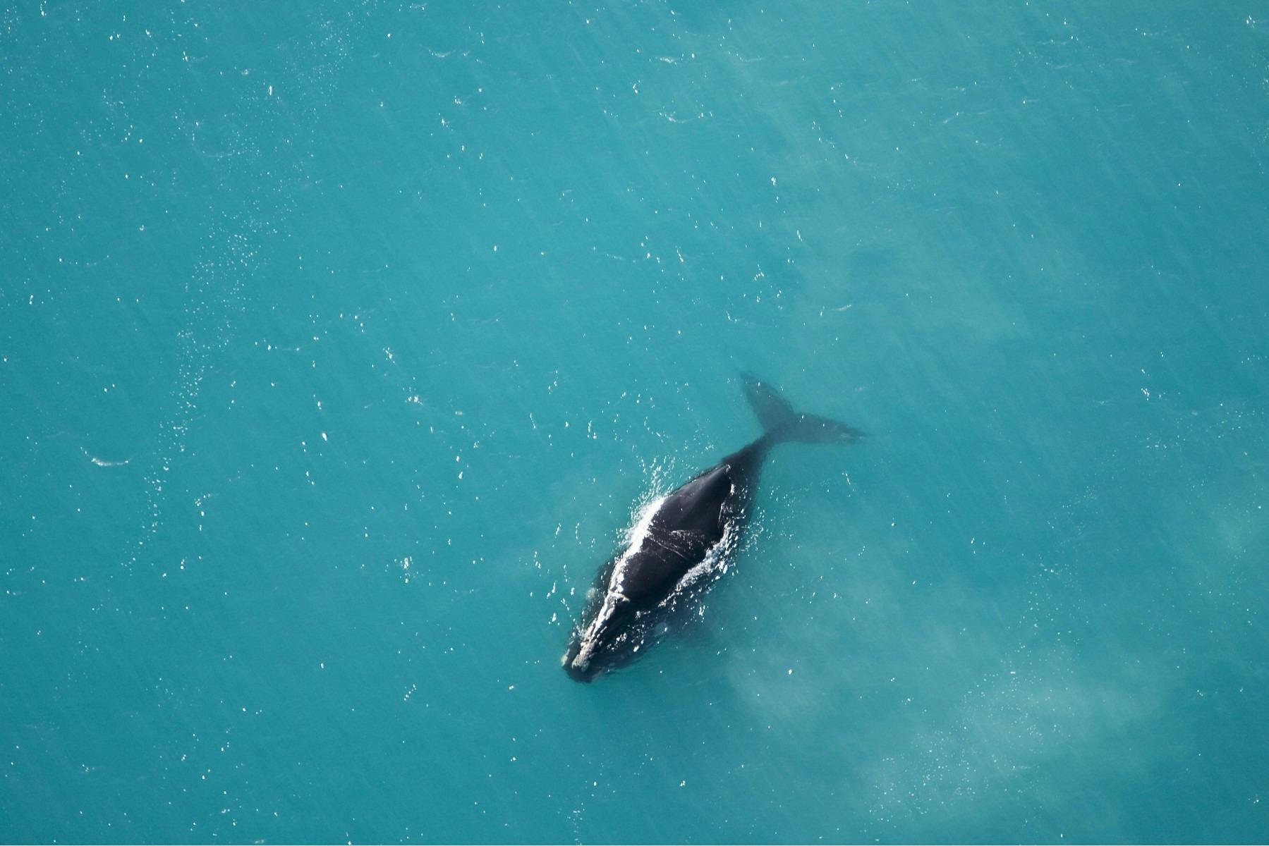 Dolphins and whale-watching