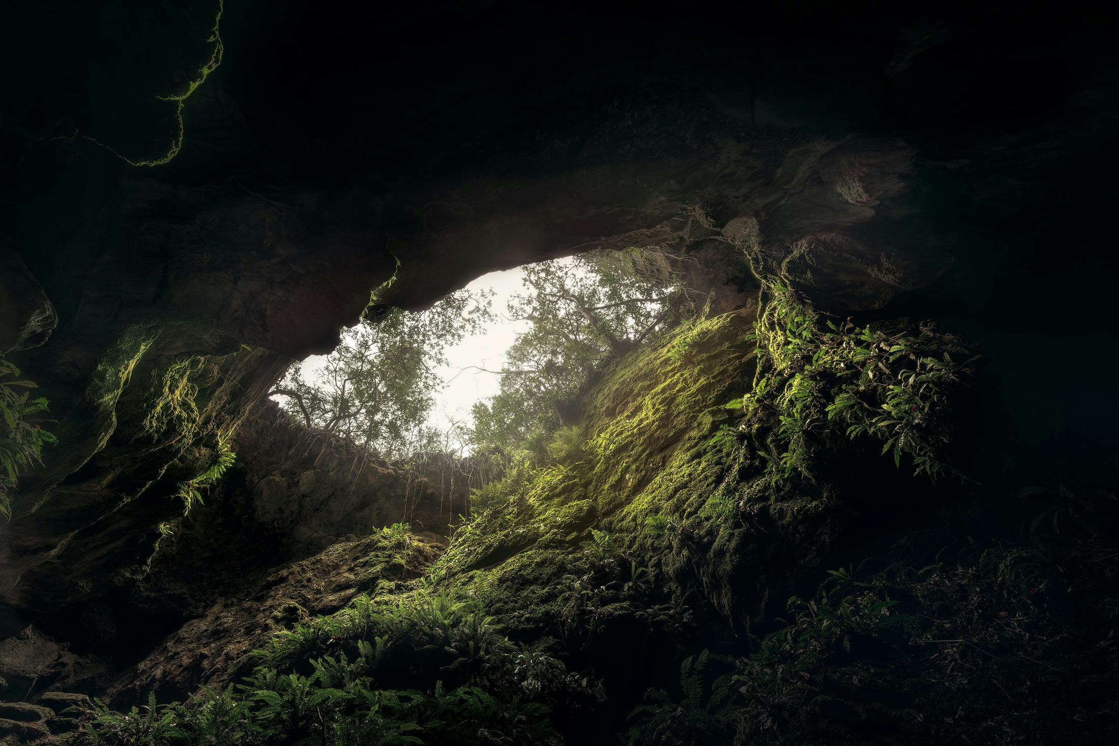 Gazing upwards through a forested cave opening at Caveside near Mole Creek